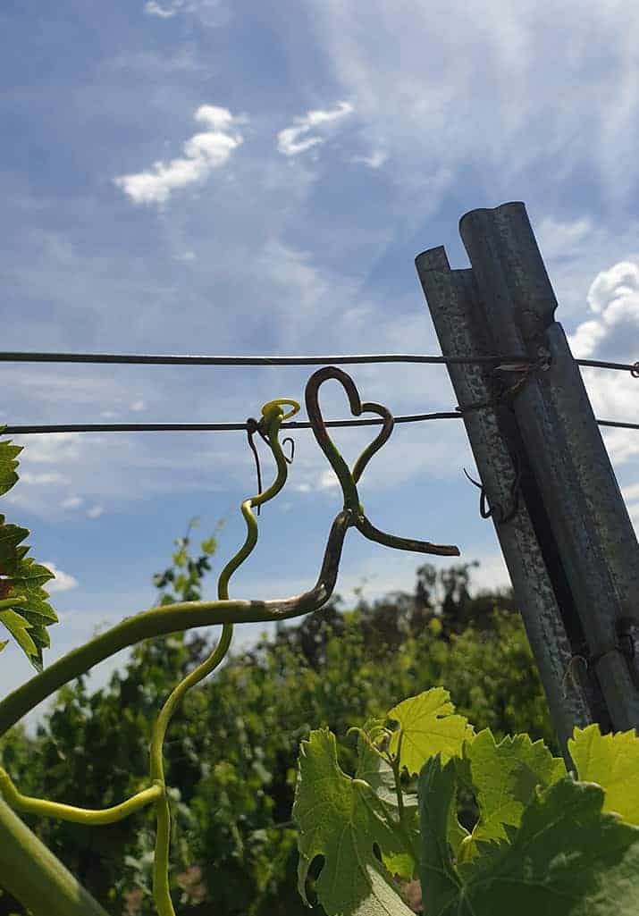 Photo of a vine