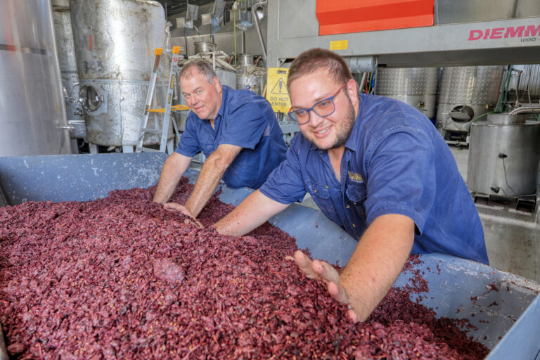 Two men with hands in red grapes at winery